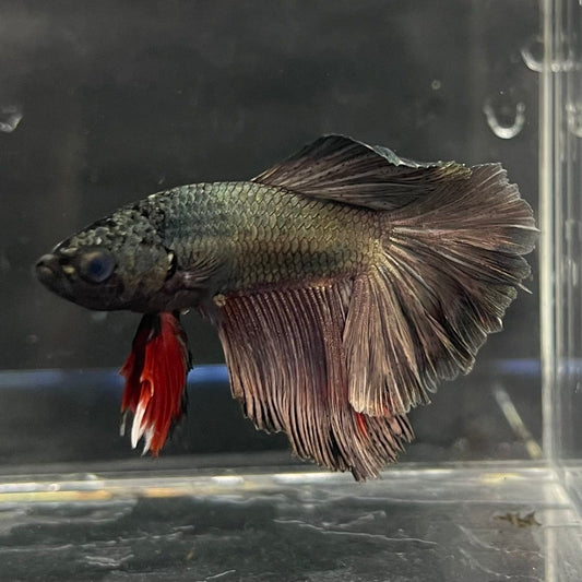 the-fish-farm Male Betta Male Betta - One Only - 7 Choose your favourite Male Betta from The Fish Farm Australia