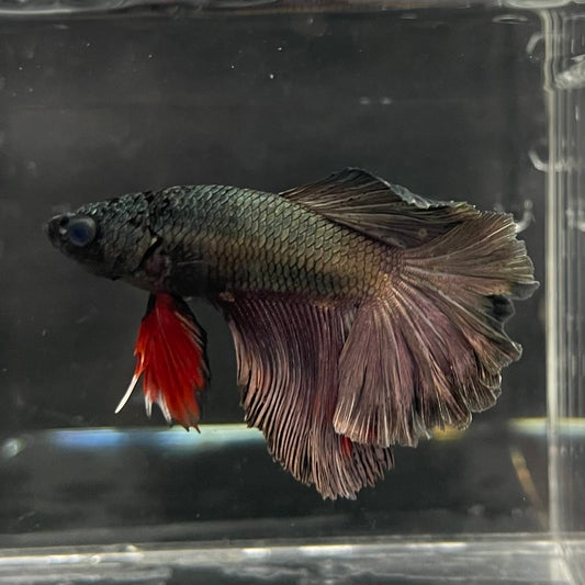 the-fish-farm Male Betta Male Betta - One Only - 7 Choose your favourite Male Betta from The Fish Farm Australia
