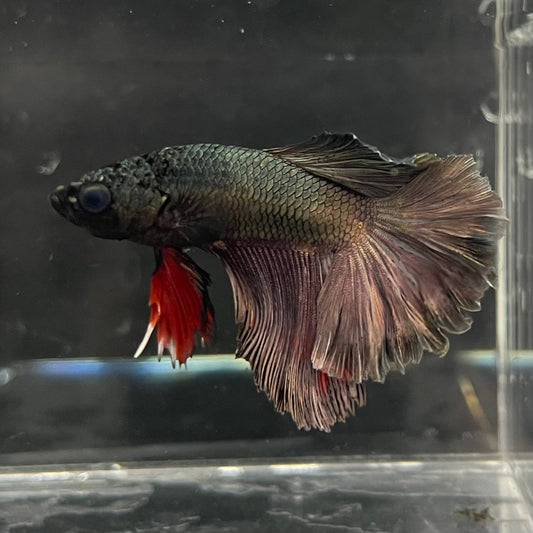 the-fish-farm Male Betta Male Betta - One Only - 7 Choose your favourite Male Betta from The Fish Farm Australia