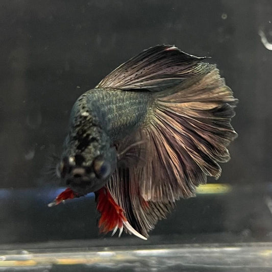 the-fish-farm Male Betta Male Betta - One Only - 7 Choose your favourite Male Betta from The Fish Farm Australia