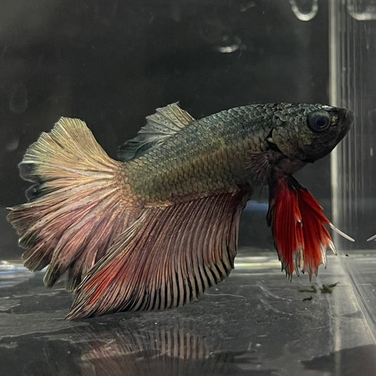 the-fish-farm Male Betta Male Betta - One Only - 7 Choose your favourite Male Betta from The Fish Farm Australia
