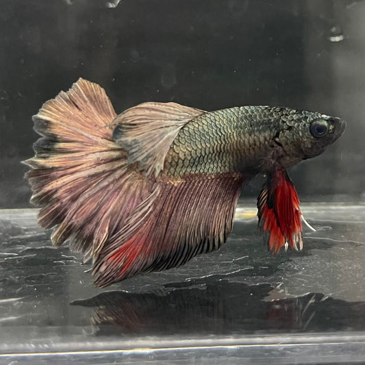 the-fish-farm Male Betta Male Betta - One Only - 7 Choose your favourite Male Betta from The Fish Farm Australia