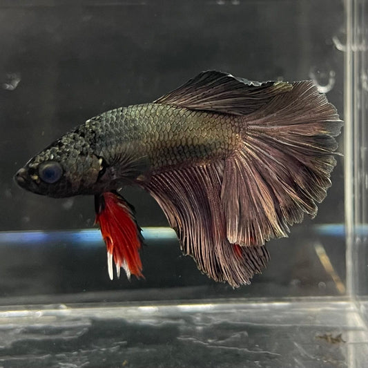 the-fish-farm Male Betta Male Betta - One Only - 7 Choose your favourite Male Betta from The Fish Farm Australia