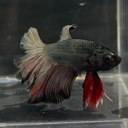 the-fish-farm Male Betta Male Betta - One Only - 7 Choose your favourite Male Betta from The Fish Farm Australia