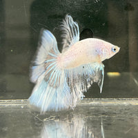 the-fish-farm Male Betta Male Betta - One Only - 7 Choose your favourite Male Betta from The Fish Farm Australia