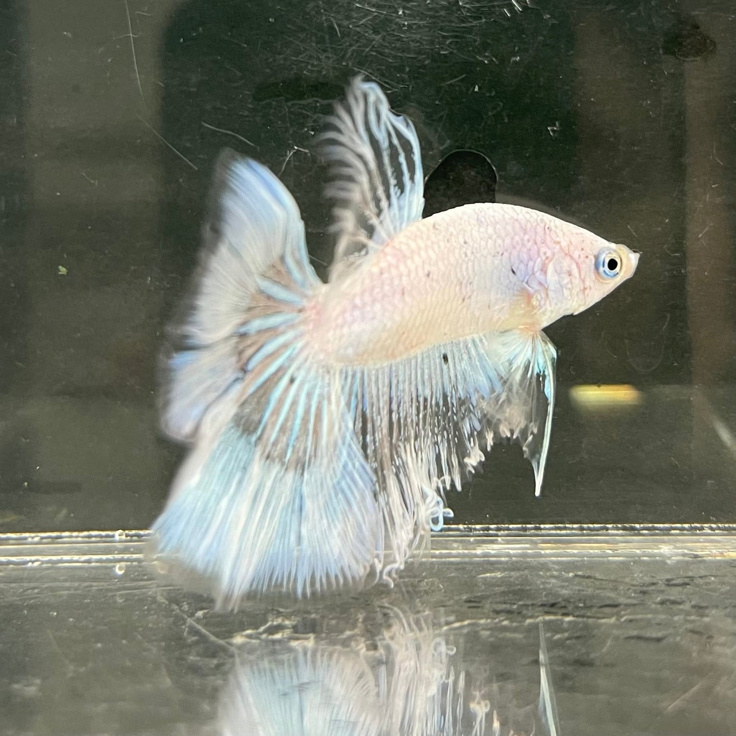 the-fish-farm Male Betta Male Betta - One Only - 7 Choose your favourite Male Betta from The Fish Farm Australia