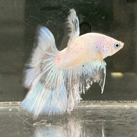 the-fish-farm Male Betta Male Betta - One Only - 7 Choose your favourite Male Betta from The Fish Farm Australia