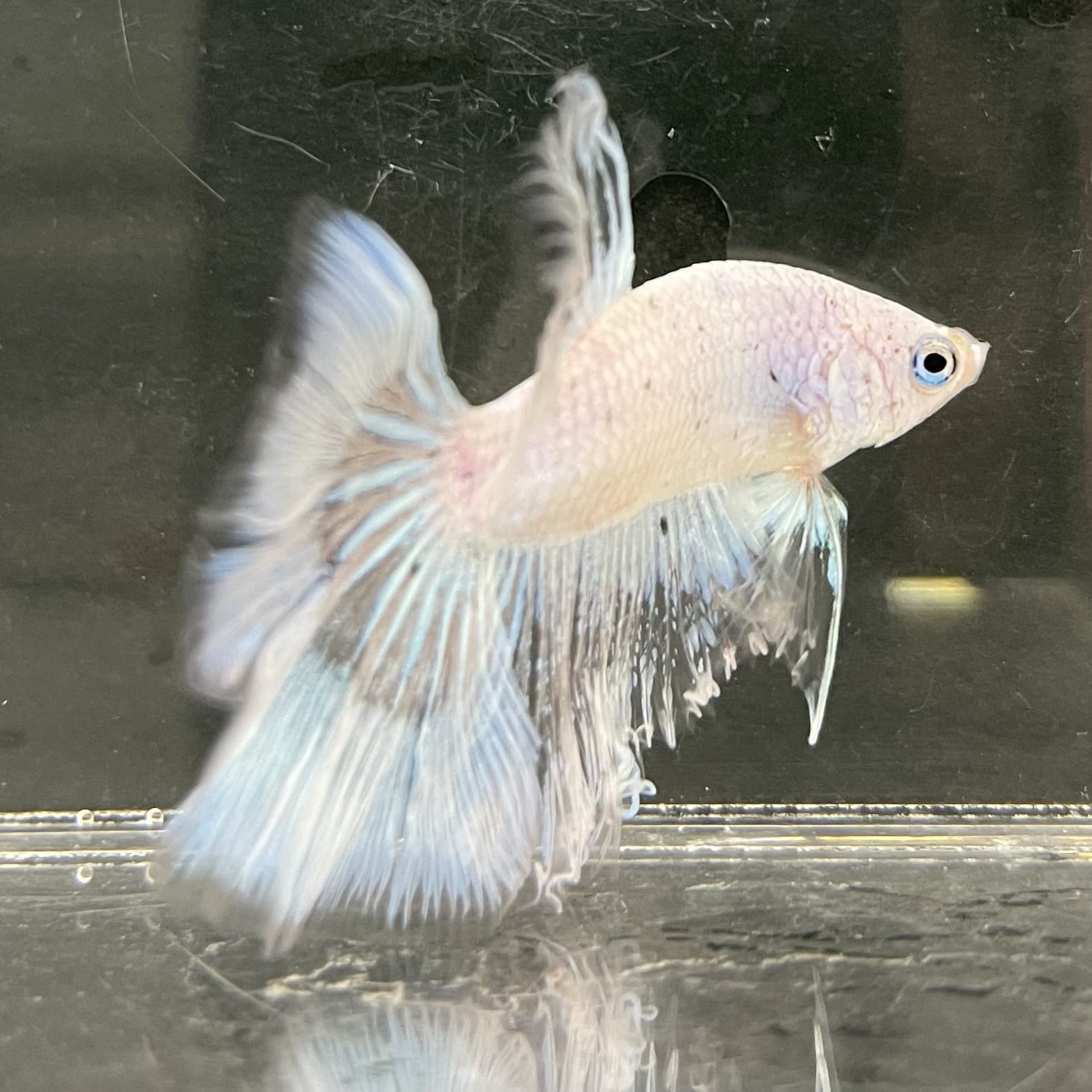 the-fish-farm Male Betta Male Betta - One Only - 7 Choose your favourite Male Betta from The Fish Farm Australia