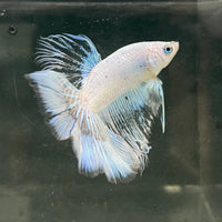 the-fish-farm Male Betta Male Betta - One Only - 7 Choose your favourite Male Betta from The Fish Farm Australia