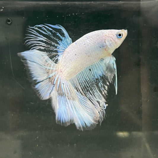 the-fish-farm Male Betta Male Betta - One Only - 7 Choose your favourite Male Betta from The Fish Farm Australia