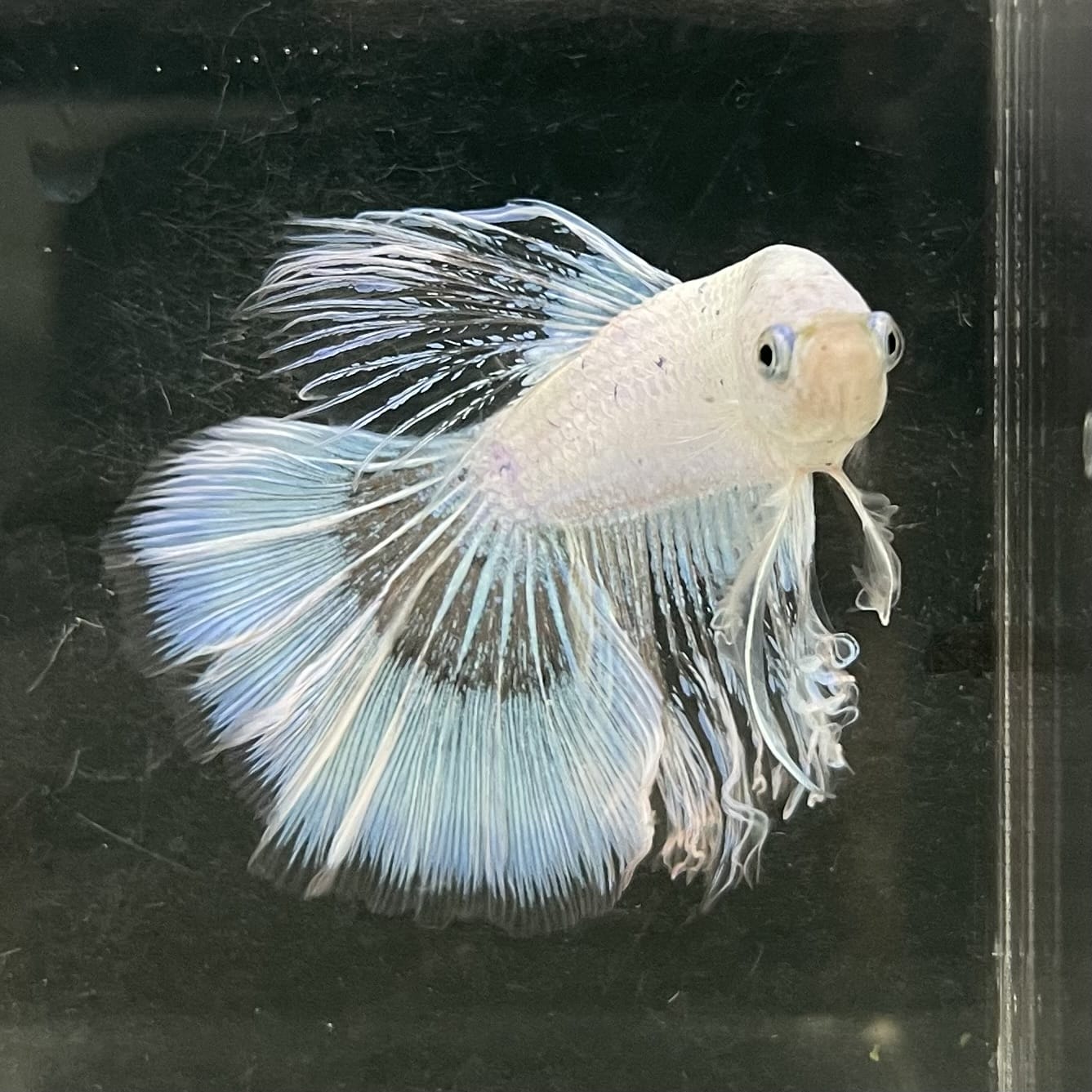 the-fish-farm Male Betta Male Betta - One Only - 7 Choose your favourite Male Betta from The Fish Farm Australia