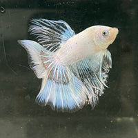 the-fish-farm Male Betta Male Betta - One Only - 7 Choose your favourite Male Betta from The Fish Farm Australia