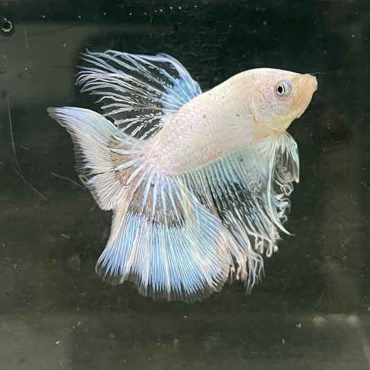 the-fish-farm Male Betta Male Betta - One Only - 7 Choose your favourite Male Betta from The Fish Farm Australia