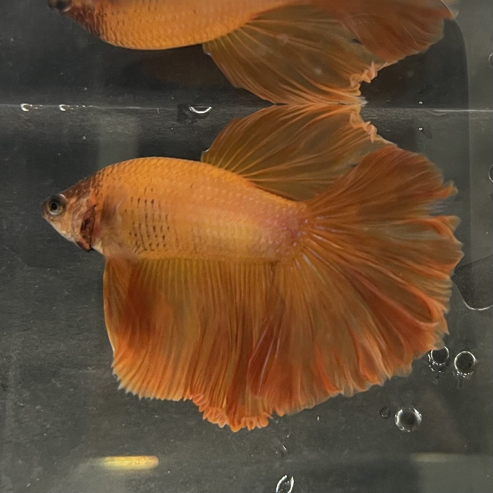 the-fish-farm Male Betta Male Betta - One Only - 7 Choose your favourite Male Betta from The Fish Farm Australia