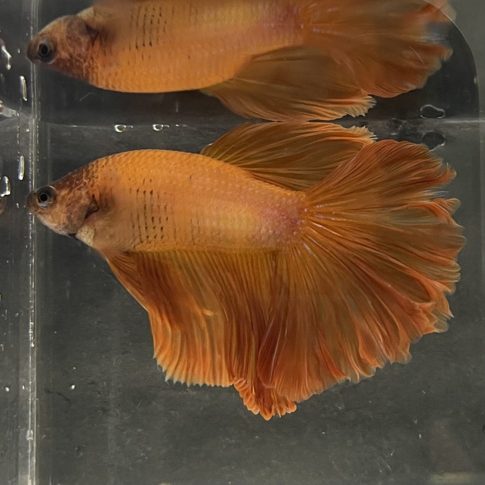 the-fish-farm Male Betta Male Betta - One Only - 7 Choose your favourite Male Betta from The Fish Farm Australia