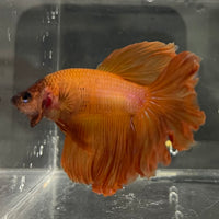the-fish-farm Male Betta Male Betta - One Only - 7 Choose your favourite Male Betta from The Fish Farm Australia
