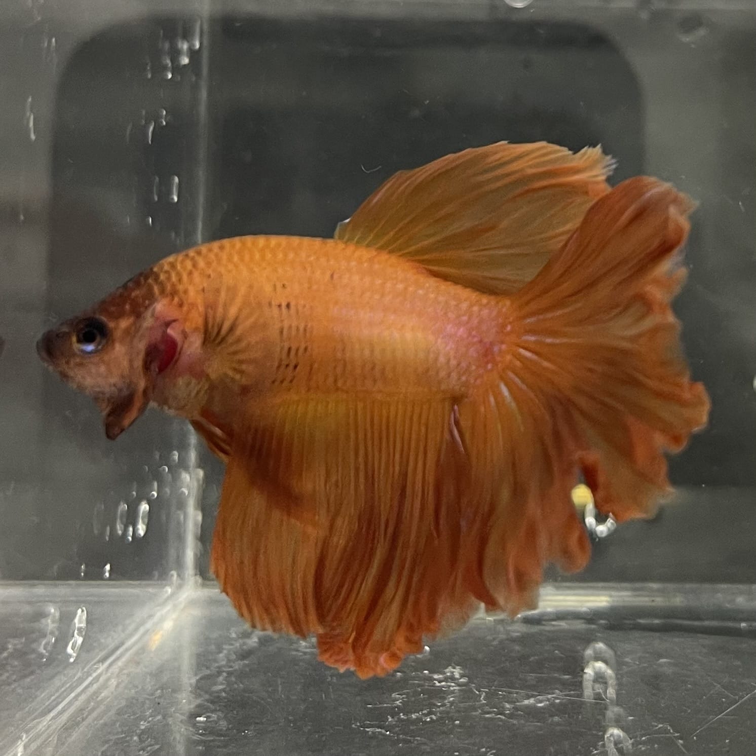 the-fish-farm Male Betta Male Betta - One Only - 7 Choose your favourite Male Betta from The Fish Farm Australia