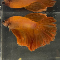 the-fish-farm Male Betta Male Betta - One Only - 7 Choose your favourite Male Betta from The Fish Farm Australia