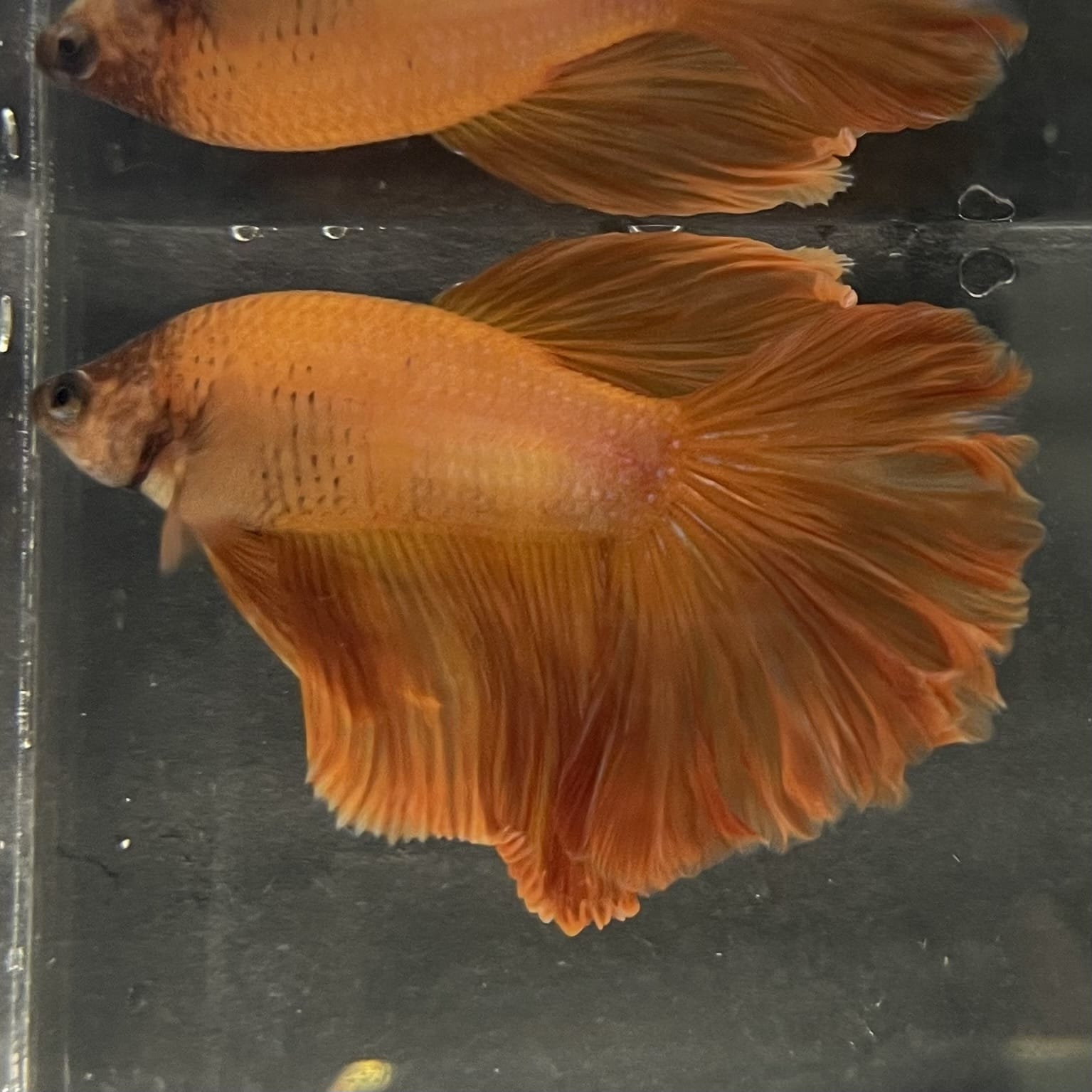 the-fish-farm Male Betta Male Betta - One Only - 7 Choose your favourite Male Betta from The Fish Farm Australia
