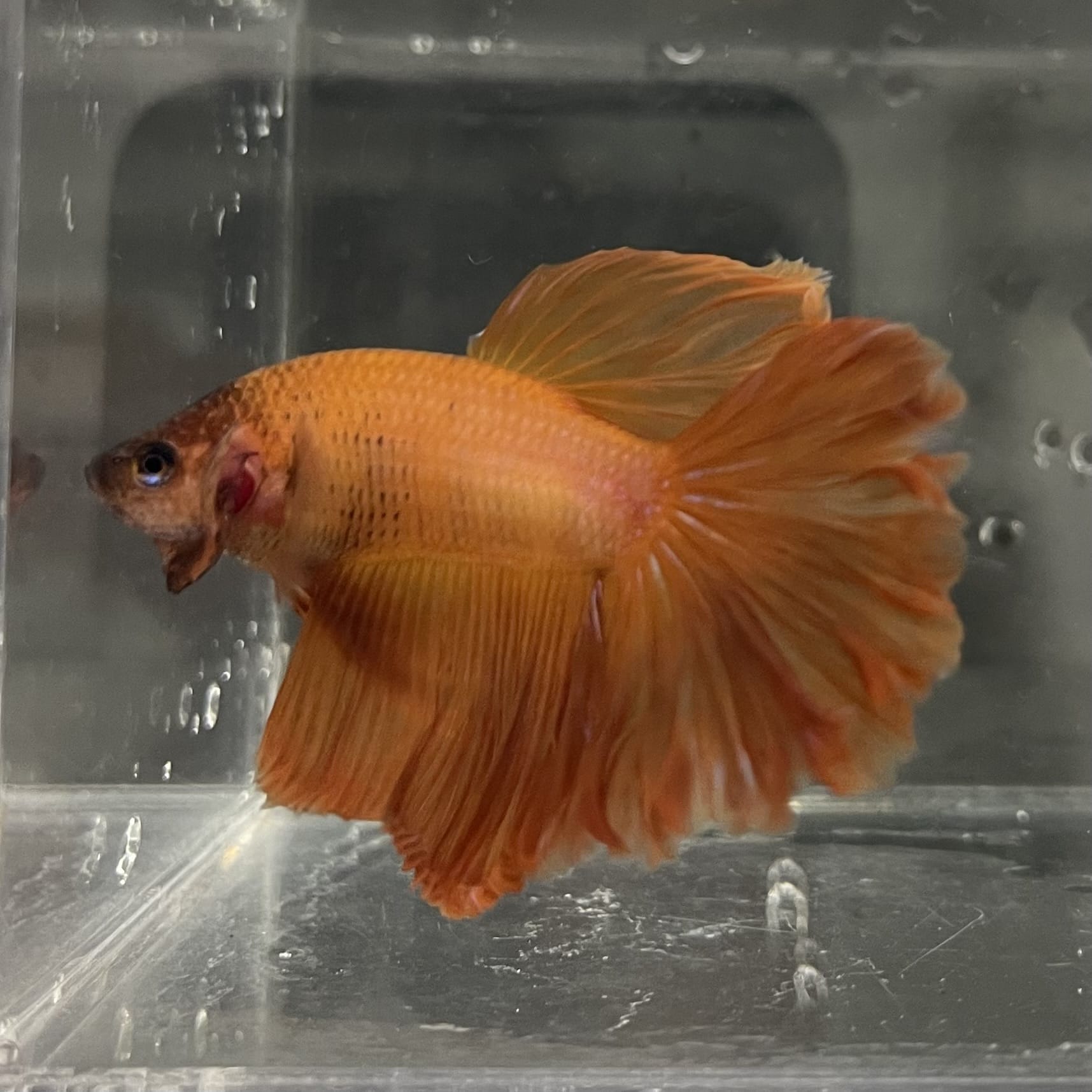 the-fish-farm Male Betta Male Betta - One Only - 7 Choose your favourite Male Betta from The Fish Farm Australia