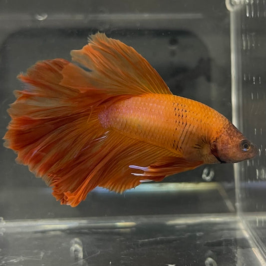 the-fish-farm Male Betta Male Betta - One Only - 7 Choose your favourite Male Betta from The Fish Farm Australia