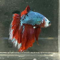 the-fish-farm Male Betta Male Betta - One Only - 7 Choose your favourite Male Betta from The Fish Farm Australia