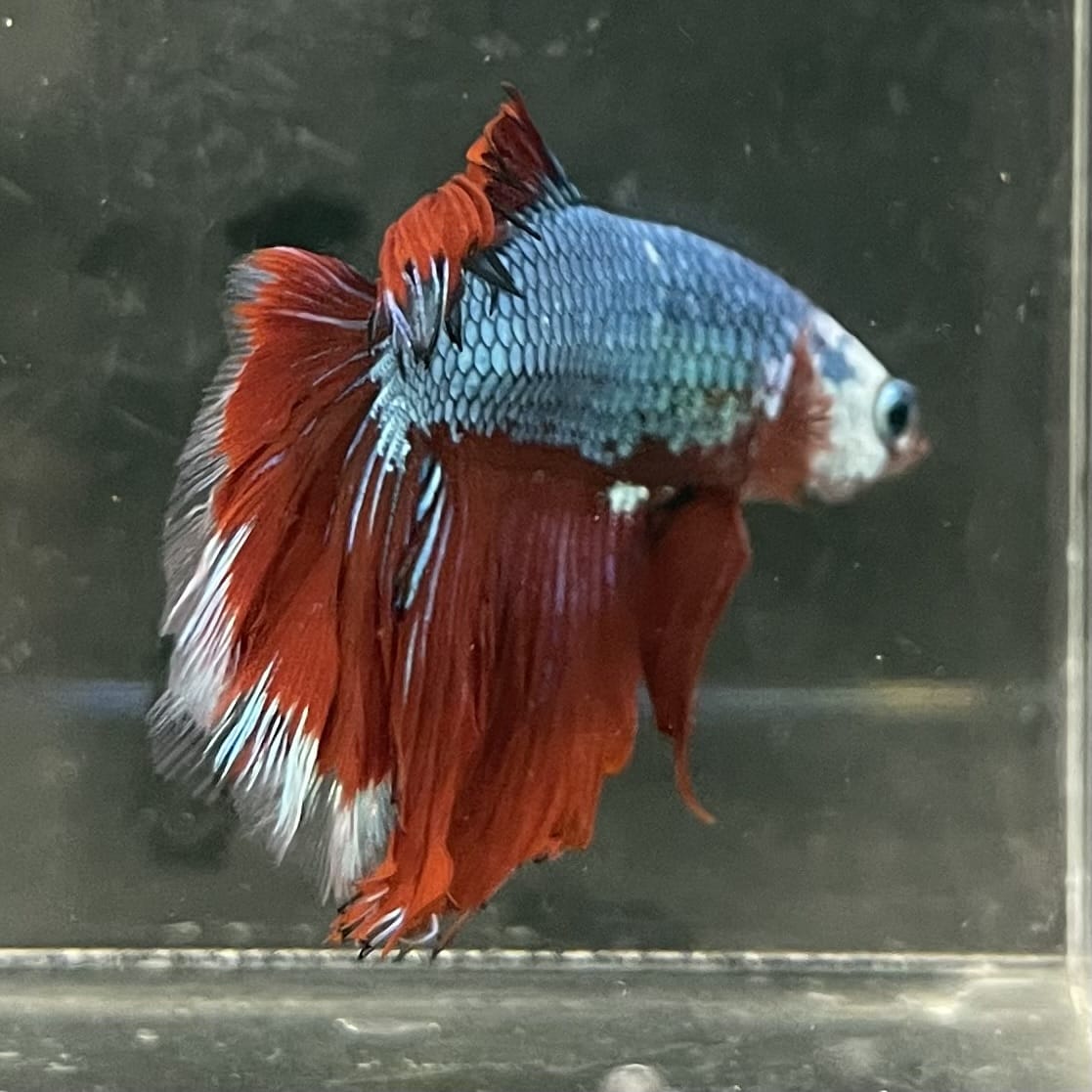 the-fish-farm Male Betta Male Betta - One Only - 7 Choose your favourite Male Betta from The Fish Farm Australia