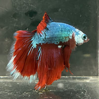 the-fish-farm Male Betta Male Betta - One Only - 7 Choose your favourite Male Betta from The Fish Farm Australia