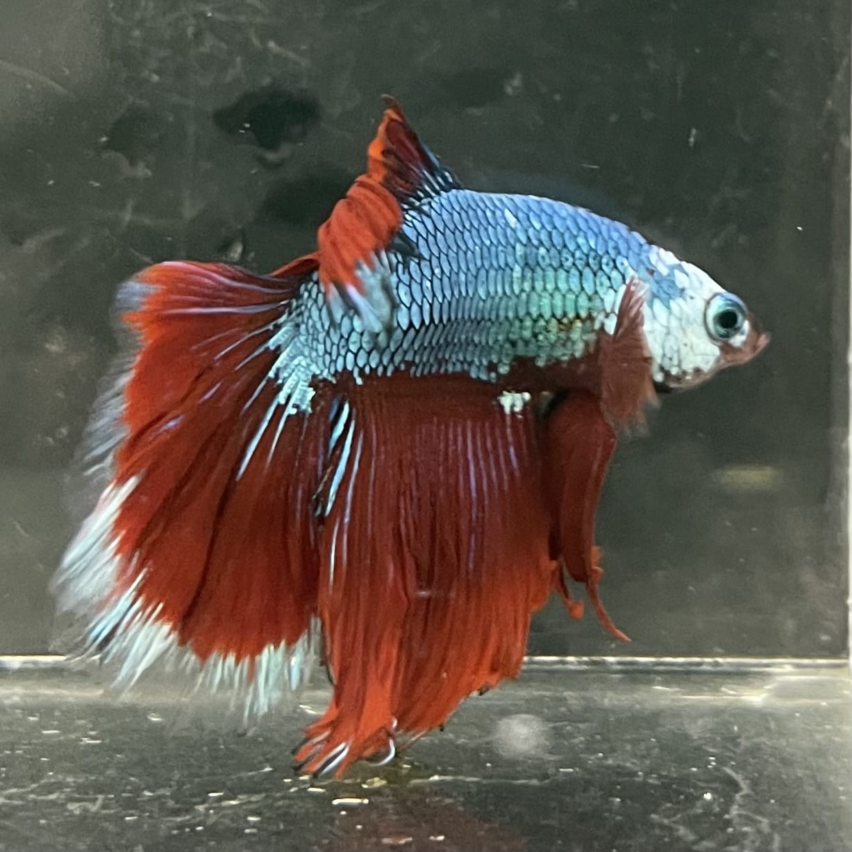 the-fish-farm Male Betta Male Betta - One Only - 7 Choose your favourite Male Betta from The Fish Farm Australia