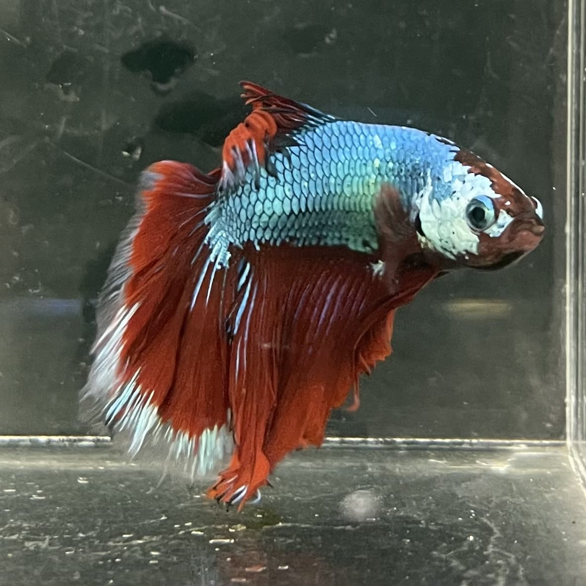 the-fish-farm Male Betta Male Betta - One Only - 7 Choose your favourite Male Betta from The Fish Farm Australia