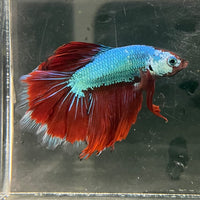 the-fish-farm Male Betta Male Betta - One Only - 7 Choose your favourite Male Betta from The Fish Farm Australia