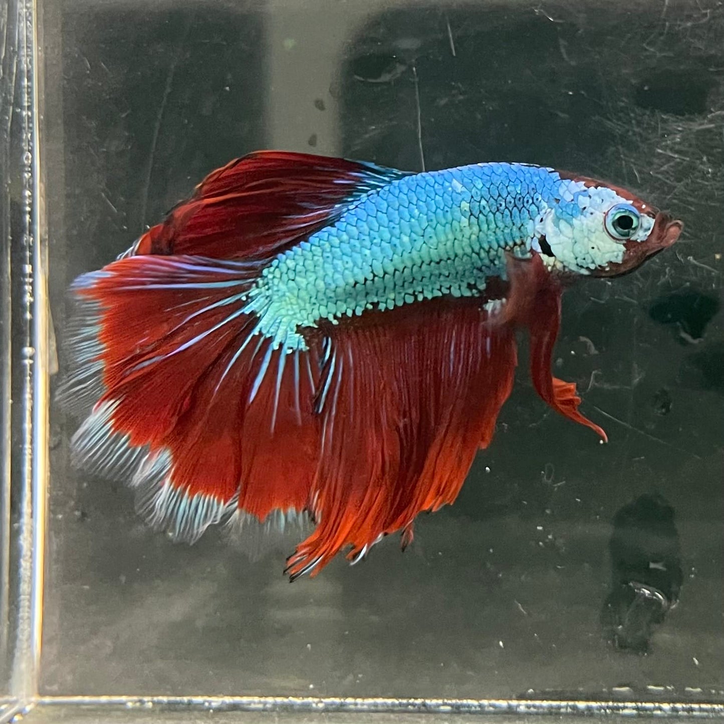 the-fish-farm Male Betta Male Betta - One Only - 7 Choose your favourite Male Betta from The Fish Farm Australia