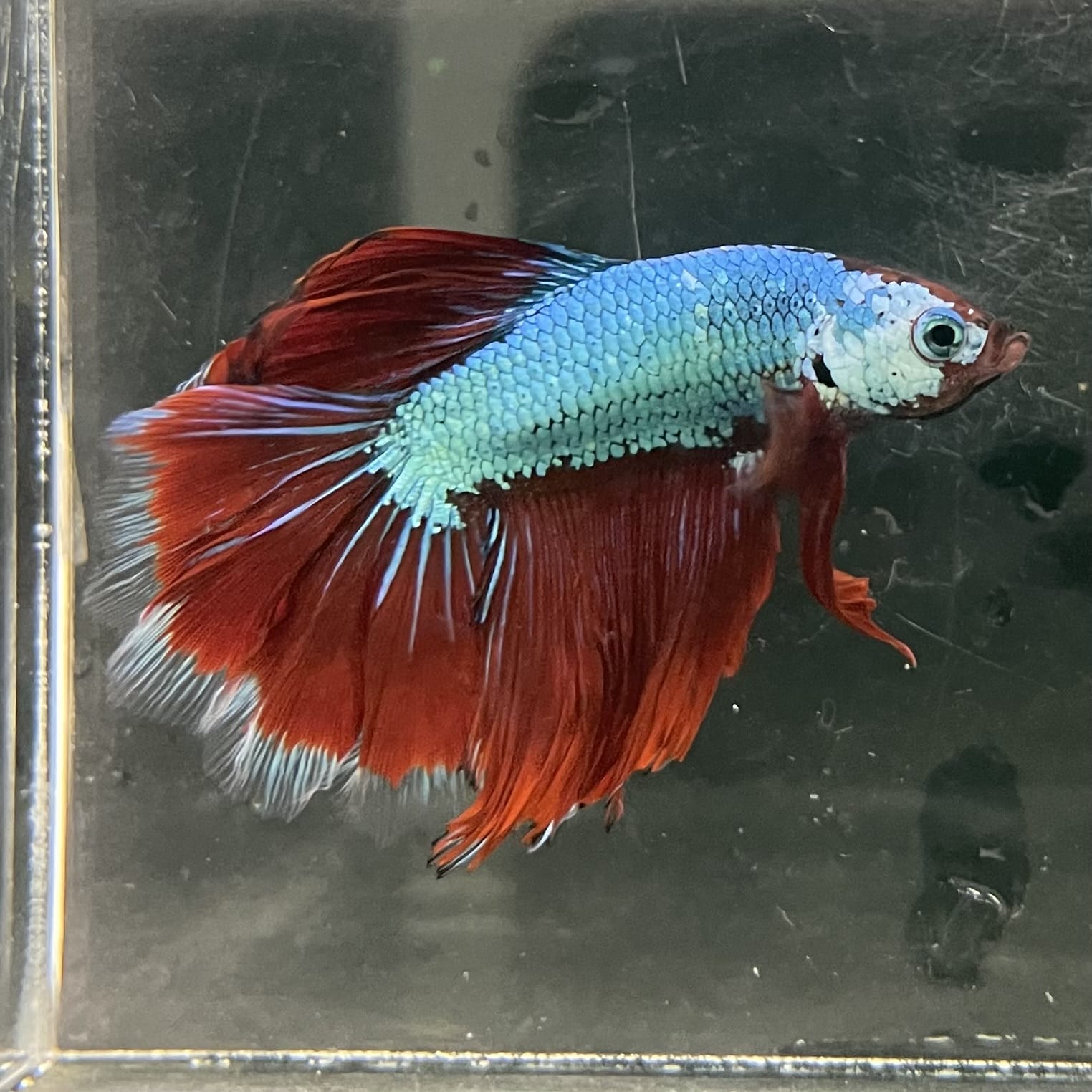 the-fish-farm Male Betta Male Betta - One Only - 7 Choose your favourite Male Betta from The Fish Farm Australia