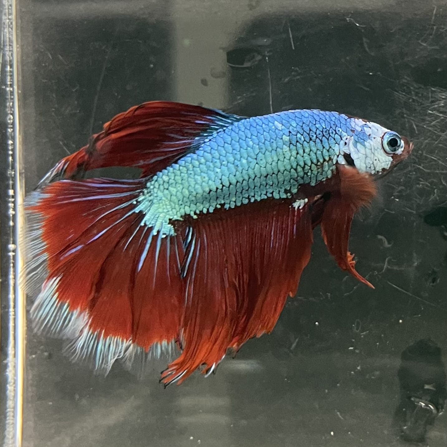 the-fish-farm Male Betta Male Betta - One Only - 7 Choose your favourite Male Betta from The Fish Farm Australia