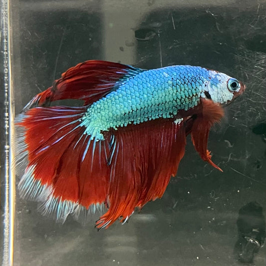the-fish-farm Male Betta Male Betta - One Only - 7 Choose your favourite Male Betta from The Fish Farm Australia