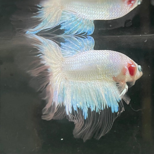 the-fish-farm Male Betta Male Betta - One Only - 7 Choose your favourite Male Betta from The Fish Farm Australia