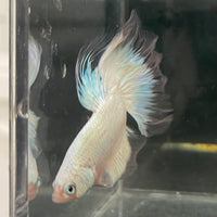 the-fish-farm Male Betta Male Betta - One Only - 7 Choose your favourite Male Betta from The Fish Farm Australia