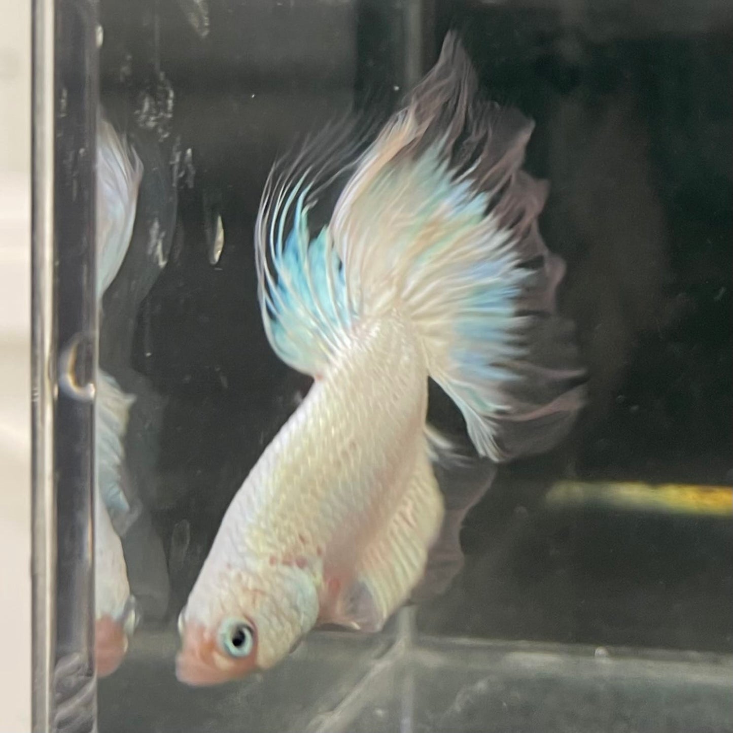 the-fish-farm Male Betta Male Betta - One Only - 7 Choose your favourite Male Betta from The Fish Farm Australia