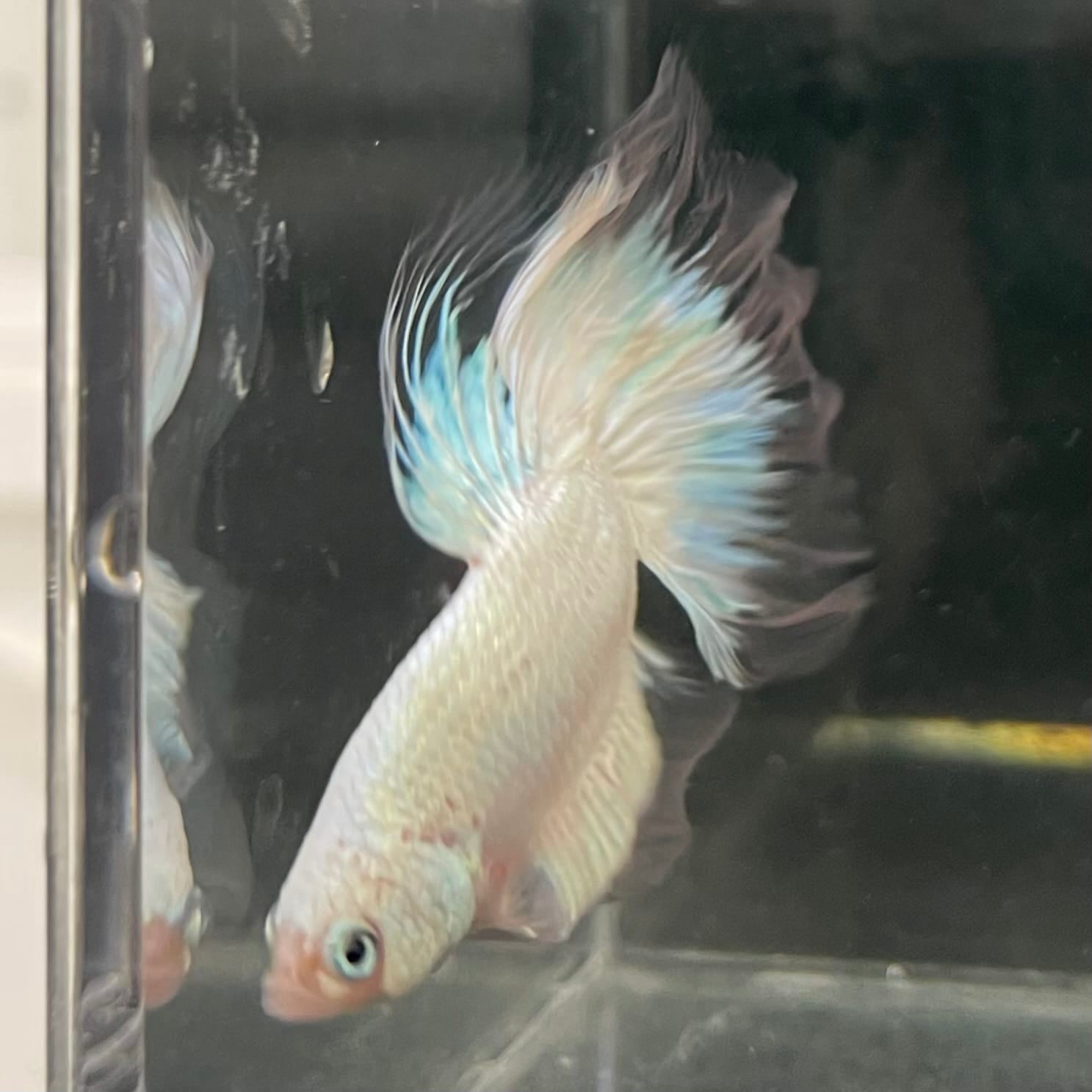 the-fish-farm Male Betta Male Betta - One Only - 7 Choose your favourite Male Betta from The Fish Farm Australia