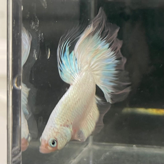 the-fish-farm Male Betta Male Betta - One Only - 7 Choose your favourite Male Betta from The Fish Farm Australia
