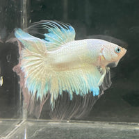 the-fish-farm Male Betta Male Betta - One Only - 7 Choose your favourite Male Betta from The Fish Farm Australia