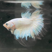 the-fish-farm Male Betta Male Betta - One Only - 7 Choose your favourite Male Betta from The Fish Farm Australia