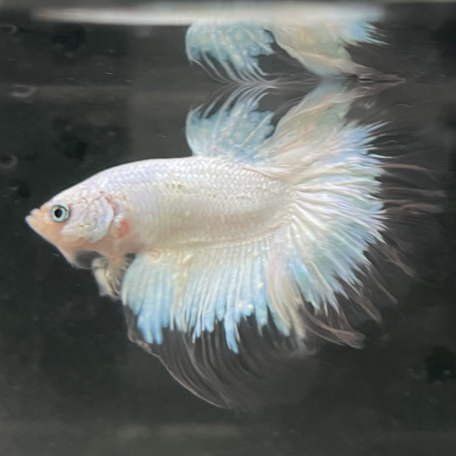 the-fish-farm Male Betta Male Betta - One Only - 7 Choose your favourite Male Betta from The Fish Farm Australia