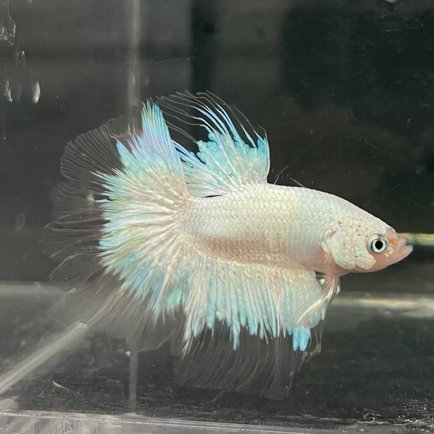 the-fish-farm Male Betta Male Betta - One Only - 7 Choose your favourite Male Betta from The Fish Farm Australia