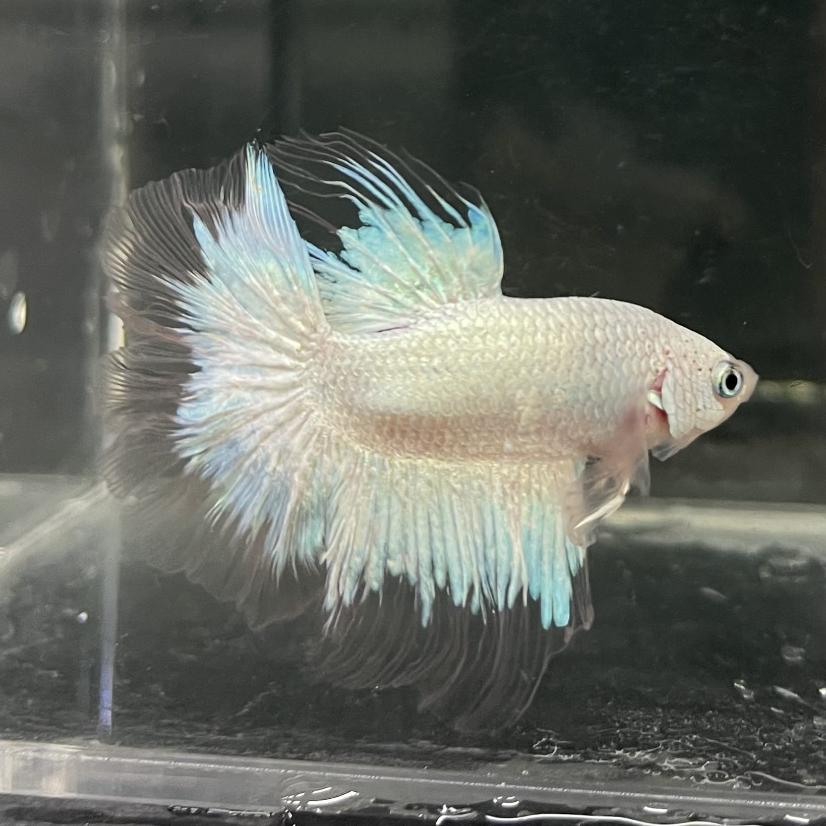 the-fish-farm Male Betta Male Betta - One Only - 7 Choose your favourite Male Betta from The Fish Farm Australia
