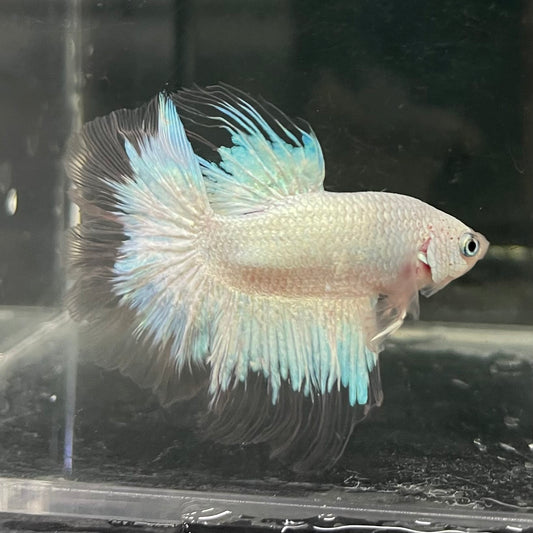 the-fish-farm Male Betta Male Betta - One Only - 7 Choose your favourite Male Betta from The Fish Farm Australia