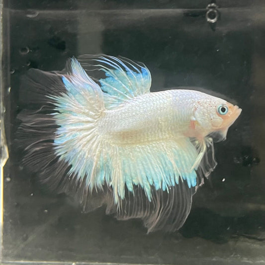 the-fish-farm Male Betta Male Betta - One Only - 7 Choose your favourite Male Betta from The Fish Farm Australia