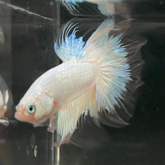 the-fish-farm Male Betta Male Betta - One Only - 7 Choose your favourite Male Betta from The Fish Farm Australia