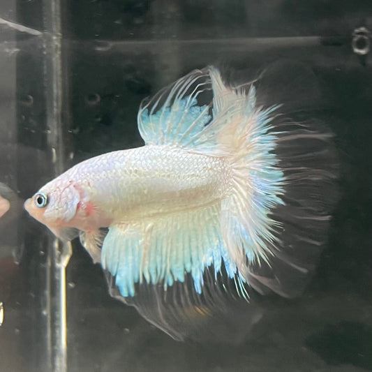 the-fish-farm Male Betta Male Betta - One Only - 7 Choose your favourite Male Betta from The Fish Farm Australia
