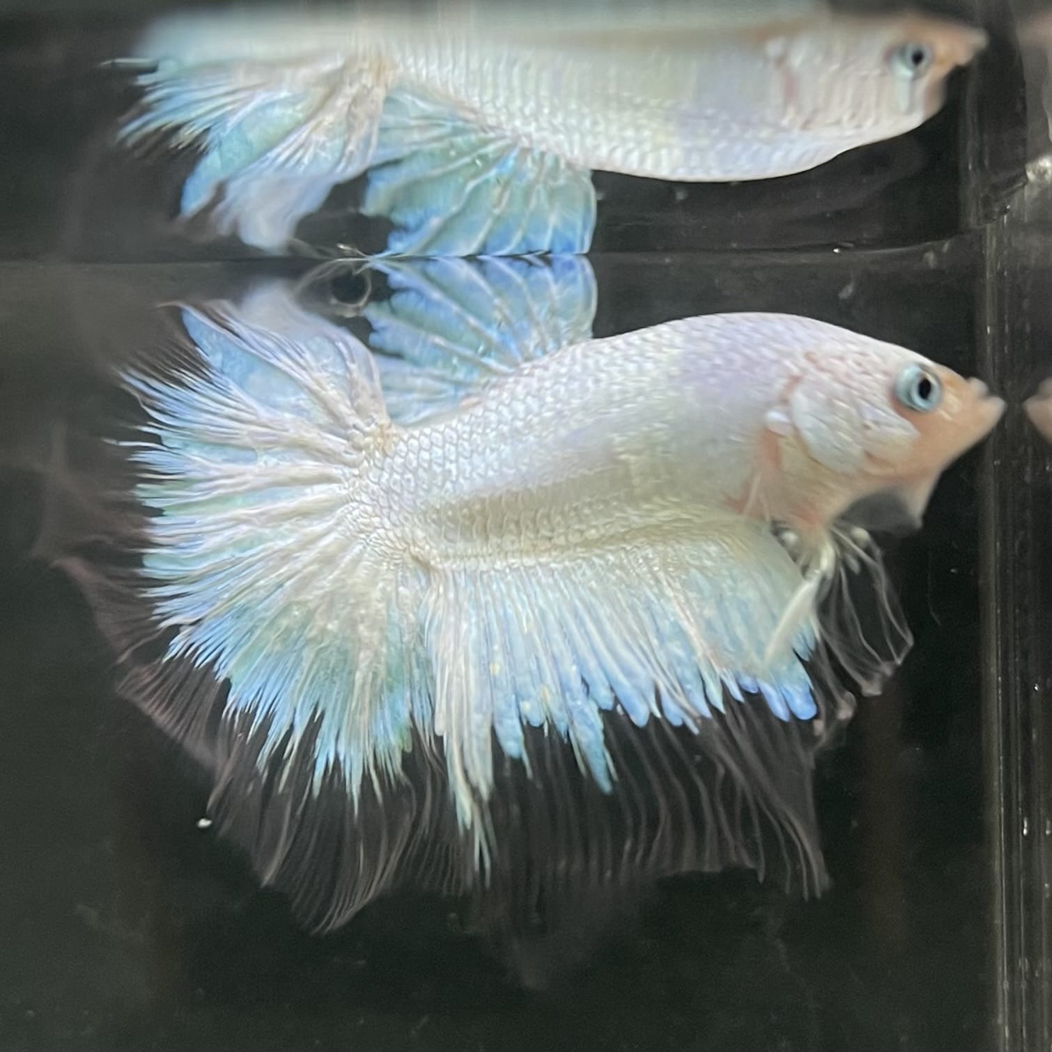 the-fish-farm Male Betta Male Betta - One Only - 7 Choose your favourite Male Betta from The Fish Farm Australia